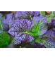 RED GIANT MUSTARD - 2 g