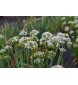 ČÍNSKÁ (Allium tuberosum) - 2 g