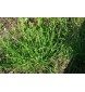 ČÍNSKÁ (Allium tuberosum) - 2 g